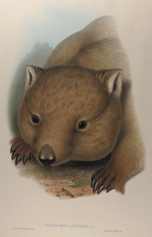 John Gould Mammals of Australia